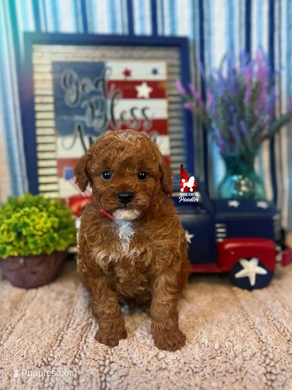🍾Bramble, Red Toy Poodle Boy ~ Pet – Poodle - Toy  puppy for sale in Rigby, ID