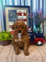🍾Bramble, Red Toy Poodle Boy ~ Pet, a male Poodle - Toy  for sale in Rigby, ID – 1 of 3