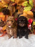 Kisses, Brown Toy Poodle Girl ~ Pet, a  Poodle - Toy  for sale in Rigby, ID – 2 of 2