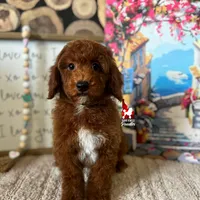 Oakley 💎🐩, a male Poodle - Miniature  for sale in Rigby, ID – Photo 3 of 4