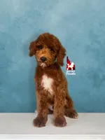 Oakley 💎🐩, a male Poodle - Miniature  for sale in Rigby, ID – Photo 1 of 4