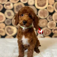 Oakley 💎🐩, a male Poodle - Miniature  for sale in Rigby, ID – Photo 2 of 4