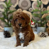 Oakley 💎🐩, a male Poodle - Miniature  for sale in Rigby, ID – Photo 4 of 4
