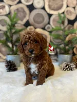 Oakley 💎🐩, a male Poodle - Miniature  for sale in Rigby, ID – Photo 3 of 4