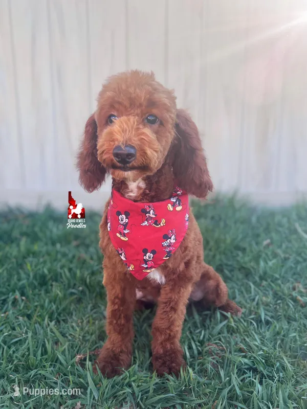 Oakley 💎🐩 – Poodle - Miniature  puppy for sale in Rigby, ID
