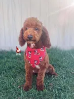 Oakley 💎🐩, a male Poodle - Miniature  for sale in Rigby, ID – Photo 1 of 6