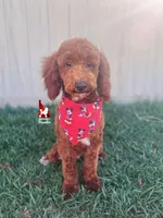 Oakley 💎🐩, a male Poodle - Miniature  for sale in Rigby, ID – Photo 2 of 6