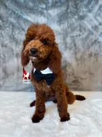 Biscuit, Red Mini Poodle Boy ~ Breeder or Pet, a male Poodle - Miniature  for sale in Rigby, ID – 3 of 9