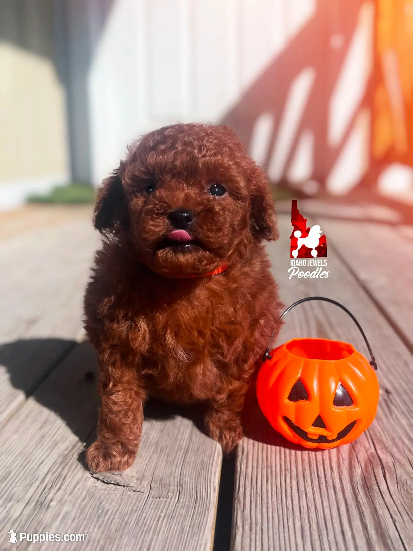 🧸Billie, Red "Tiny Toy" Poodle Boy ~ Pet, a male Poodle - Toy  for sale in Rigby, ID – 3 of 3