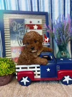 🍾Bramble, Red Toy Poodle Boy ~ Pet, a male Poodle - Toy  for sale in Rigby, ID – 2 of 3