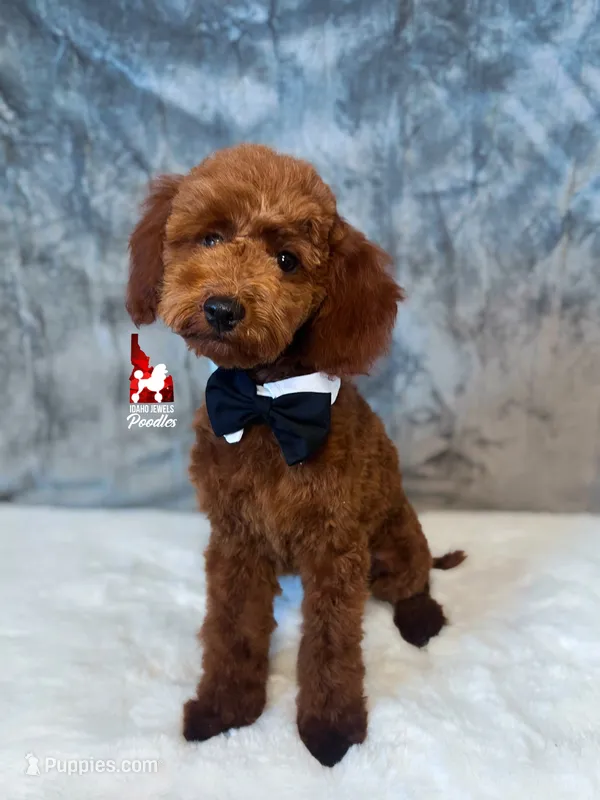 Toffee, Red Small Mini Poodle ~ Pet – Poodle - Miniature  puppy for sale in Rigby, ID