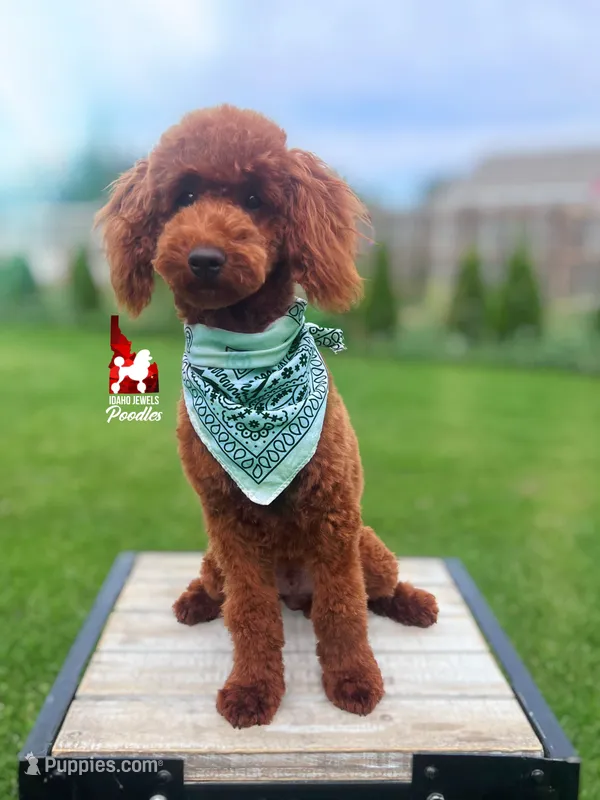 Graham, Red Small Mini Poodle Boy ~ Breeder or Pet – Poodle - Miniature  puppy for sale in Rigby, ID