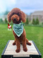 Graham, Red Small Mini Poodle Boy ~ Breeder or Pet, a male Poodle - Miniature  for sale in Rigby, ID – 1 of 10