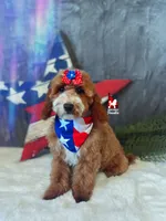 Capri, Red w/ White Mini Poodle Girl ~ Pet, a female Poodle - Miniature  for sale in Rigby, ID – 1 of 4