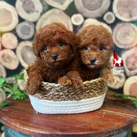 Mist, Red Toy, a female Poodle - Toy  for sale in Rigby, ID – Photo 5 of 5