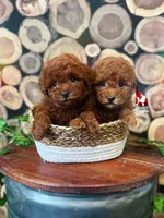 Mist, Red Toy, a female Poodle - Toy  for sale in Rigby, ID – Photo 3 of 3