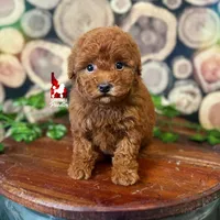 Mist, Red Toy, a female Poodle - Toy  for sale in Rigby, ID – Photo 4 of 5