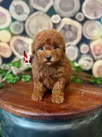 Mist, Red Toy, a female Poodle - Toy  for sale in Rigby, ID – Photo 1 of 3