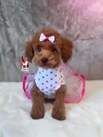 Mist, Red Toy, a female Poodle - Toy  for sale in Rigby, ID – Photo 2 of 9