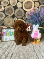 Mist, Red Toy, a female Poodle - Toy  for sale in Rigby, ID – Photo 3 of 5