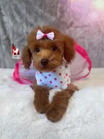 Mist, Red Toy, a female Poodle - Toy  for sale in Rigby, ID – Photo 3 of 9