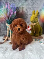 Mist, Red Toy, a female Poodle - Toy  for sale in Rigby, ID – Photo 1 of 5