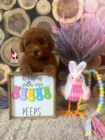 Mist, Red Toy, a female Poodle - Toy  for sale in Rigby, ID – Photo 2 of 5