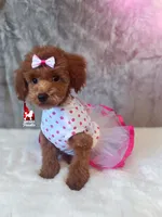 Mist, Red Toy, a female Poodle - Toy  for sale in Rigby, ID – Photo 4 of 9