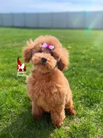 Mist, Red Toy Poodle Girl ~ Pet, a female Poodle - Toy  for sale in Rigby, ID – 2 of 10
