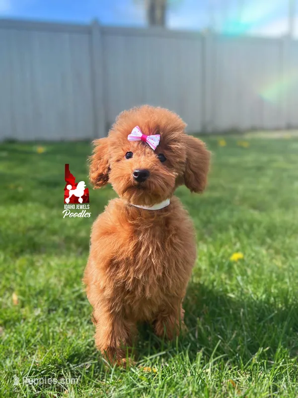 Mist, Red Toy Poodle Girl ~ Pet – Poodle - Toy  puppy for sale in Rigby, ID