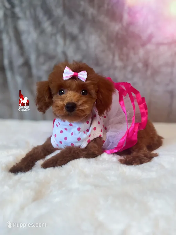 Mist, Red Toy – Poodle - Toy  puppy for sale in Rigby, ID