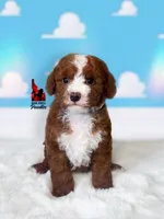 Buzz, Red w/ White Small Moyen Poodle Boy ~ Pet, a male Poodle - Miniature  for sale in Rigby, ID – 1 of 2