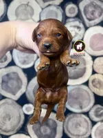 Chex, Red F1 Cavapoo Boy ~ Breeder or Pet, a male Cavalier King Charles Spaniel and Poodle - Miniature  for sale in Rigby, ID – 5 of 8