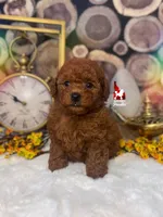 Aladdin, Red Large Toy Poodle Boy ~ Pet, a male Poodle - Toy  for sale in Rigby, ID – 2 of 3