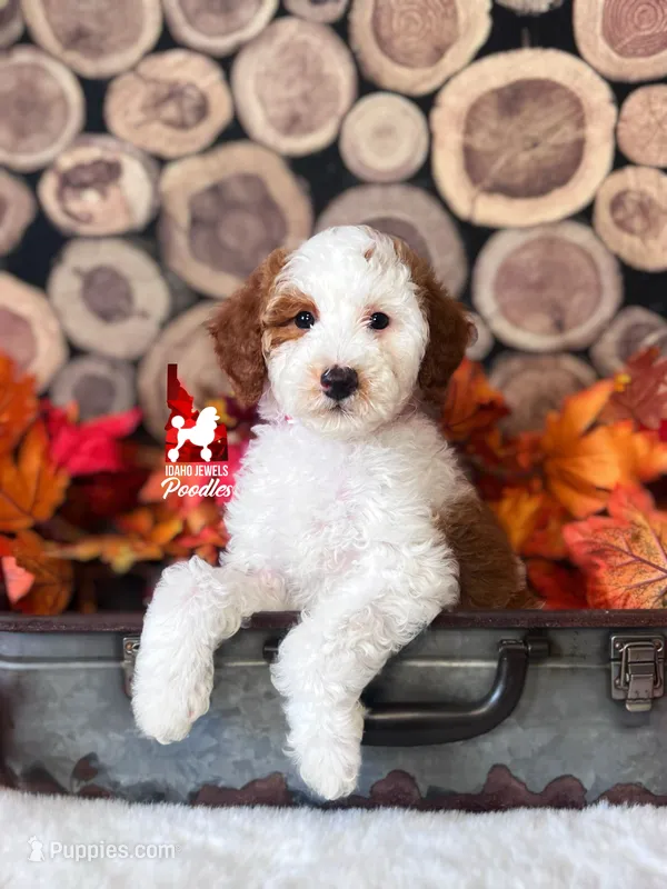Uno, Red Parti Moyen-Sized Poodle Boy ~ Breeder or Pet – Poodle - Multi-Colored Standard puppy for sale in Rigby, ID
