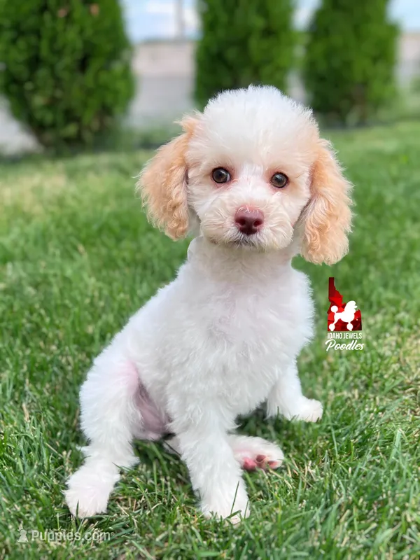 Jayden, Red/Apricot (Hidden Tricolor) Mini Poodle Boy ~ Breeder or Pet – Poodle - Miniature  puppy for sale in Rigby, ID