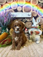 Flash, Red w/ White Mini Poodle Boy ~ Pet, a male Poodle - Miniature  for sale in Rigby, ID – Photo 6 of 6