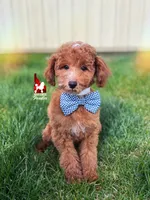 Flash, Red w/ White Mini Poodle Boy ~ Pet, a male Poodle - Miniature  for sale in Rigby, ID – Photo 2 of 6