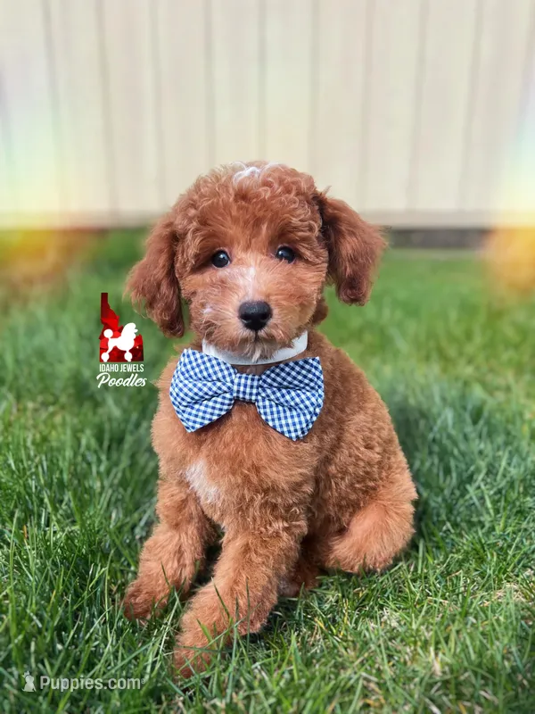 Flash, Red w/ White Mini Poodle Boy ~ Pet – Poodle - Miniature  puppy for sale in Rigby, ID