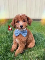 Flash, Red w/ White Mini Poodle Boy ~ Pet, a male Poodle - Miniature  for sale in Rigby, ID – Photo 1 of 6
