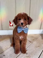 Flash, Red w/ White Mini Poodle Boy ~ Pet, a male Poodle - Miniature  for sale in Rigby, ID – Photo 3 of 6