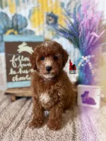 Flash, Red w/ White Mini Poodle Boy ~ Pet, a male Poodle - Miniature  for sale in Rigby, ID – Photo 4 of 6