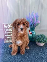 Flash, Red w/ White Mini Poodle Boy ~ Pet, a male Poodle - Miniature  for sale in Rigby, ID – Photo 5 of 6