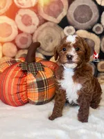 Cinnamon, Red Abstract Small Moyen Poodle Girl ~ Breeder or Pet, a female Poodle - Miniature  for sale in Rigby, ID – 2 of 3