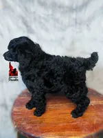 🧸Teddybear, Black Large Mini/Small Moyen Boy ~ Pet, a male Poodle - Miniature  for sale in Rigby, ID – 4 of 4