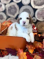Clue, Red Parti Moyen-Sized Poodle Boy ~ Breeder or Pet, a male Poodle - Multi-Colored Standard for sale in Rigby, ID – 2 of 3