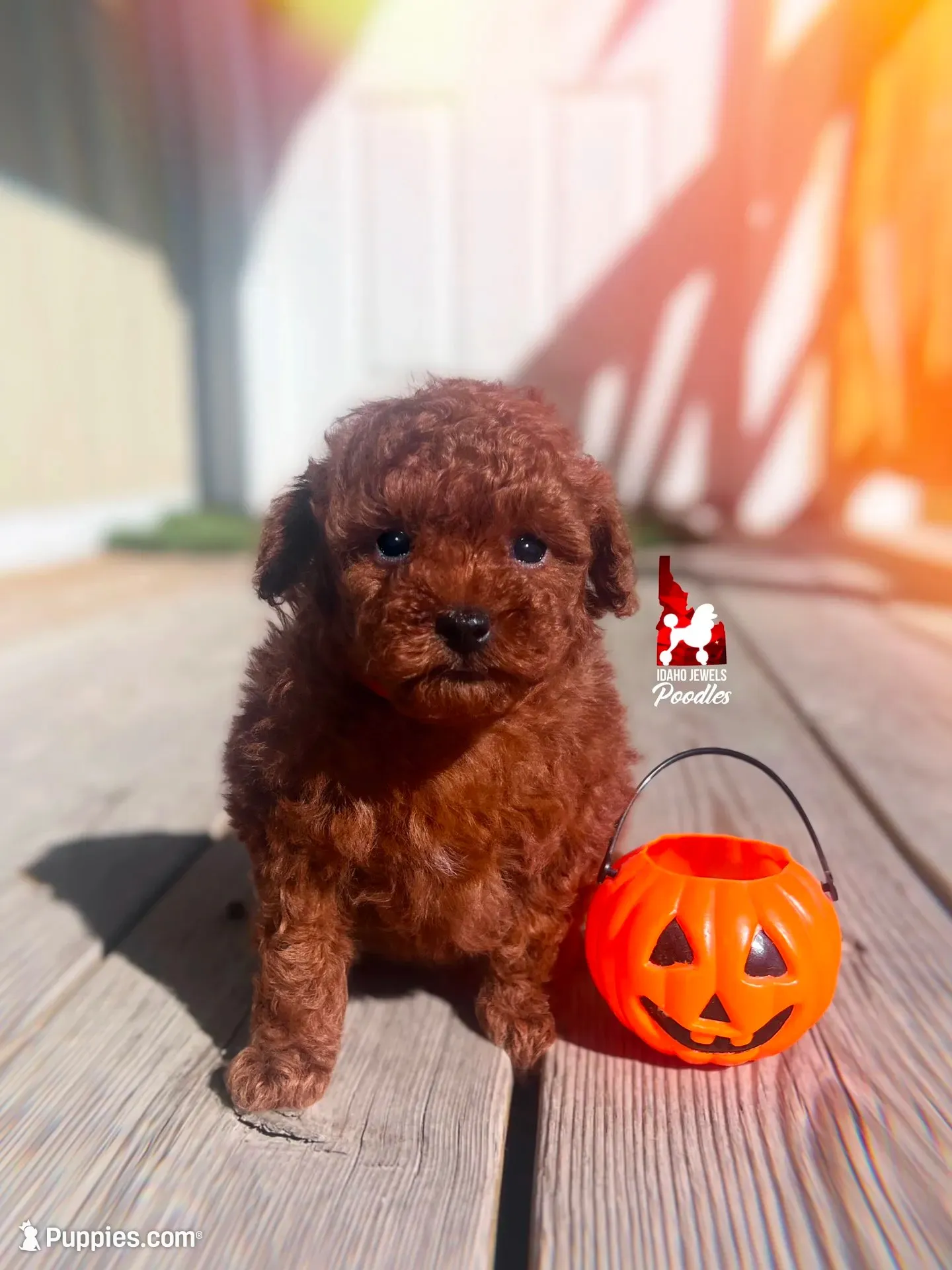 🧸Billie, Red "Tiny Toy" Poodle Boy ~ Pet, a male Poodle - Toy  for sale in Rigby, ID – 2 of 3