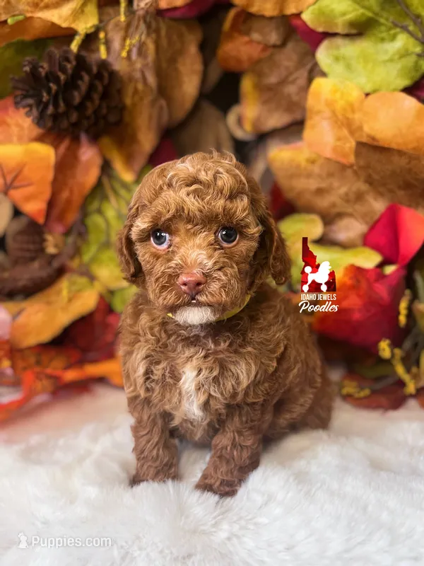 Symphony, Red w/ White Toy Poodle Girl ~ Pet, a  Poodle - Toy  for sale in Rigby, ID – 1 of 2