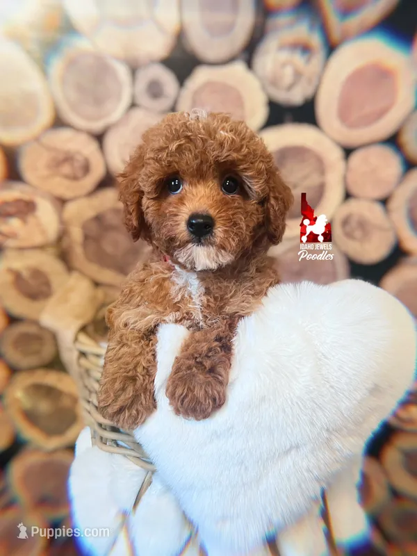 🍾Bramble, Red Toy Poodle Boy ~ Pet – Poodle - Toy  puppy for sale in Rigby, ID