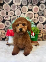 🍄Mario, Red Mini Poodle Boy ~Breeder or Pet, a male Poodle - Miniature  for sale in Rigby, ID – 2 of 10